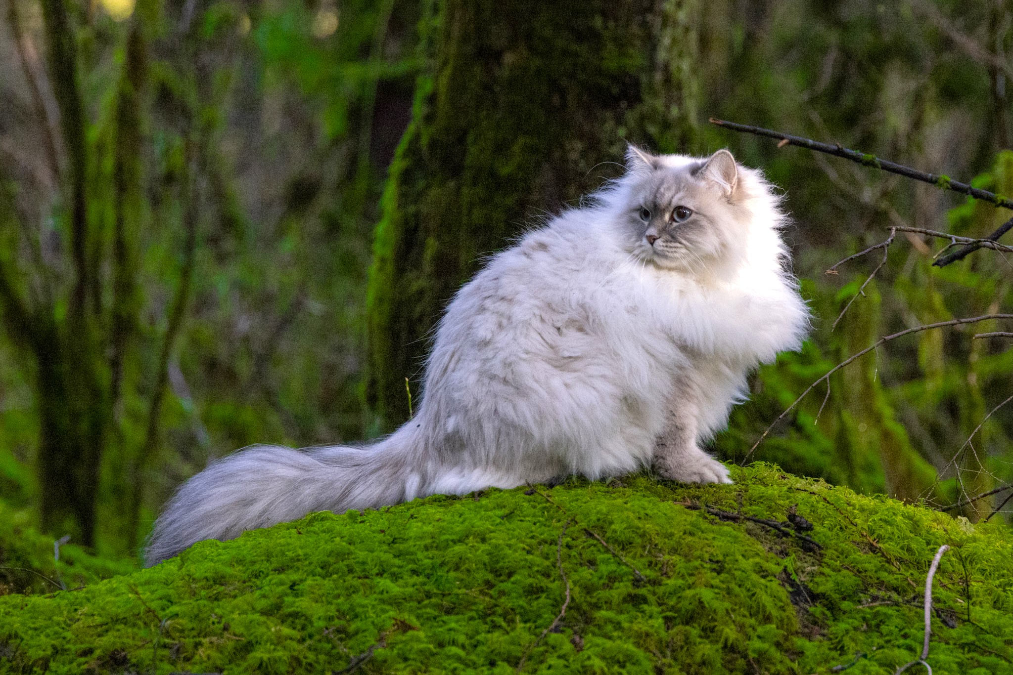 Zara the Silver Shaded Siberian queen cat, 5 years old